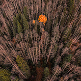 Aerial View of Aspen Forest - Autumn's Last Stand