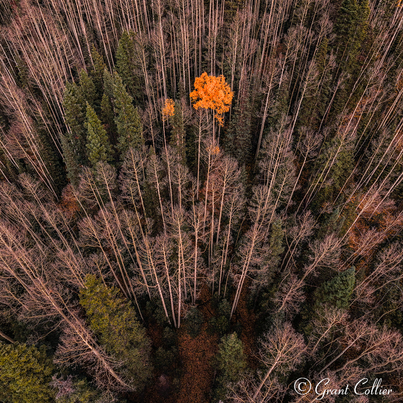 Aerial view of lone yellow aspen tree amidst barren forest