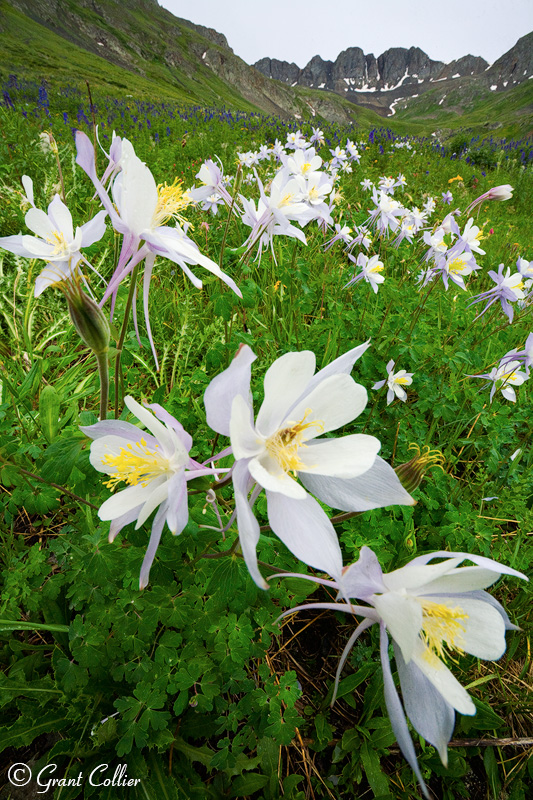 columbine, American Basin, San Juan Mountains