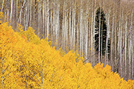 Aspen, spruce, Owl Creek Pass