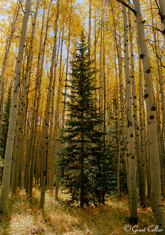 Kebler Pass, Colorado, nature photographers