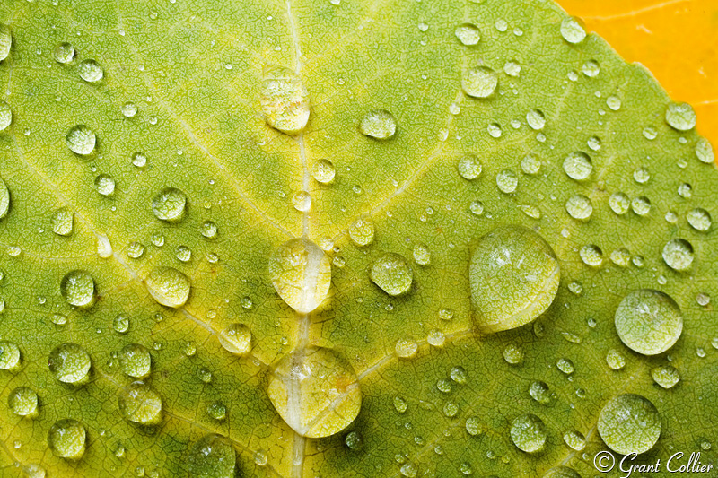Aspen Leaf, macro, close up, autumn, dew drops