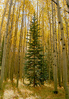 Aspen Trees, Spruce Tree, Fall Color