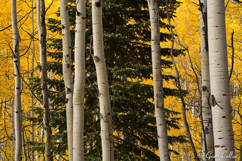 Aspen Trees