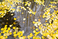 Aspen Trees, leaves, reflection