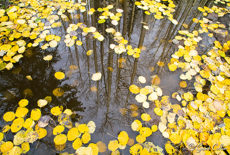 aspen trees reflections, yellow aspen leaves, autumn