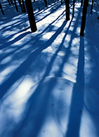 Aspen Trees, Shadows, Winter, Snow