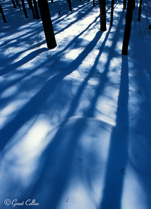 aspen trees, winter, shadows, snow, Indian Peaks Wilderness