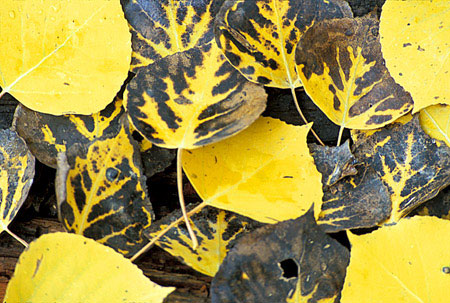 Fall Color, Aspen Leaves, San Juan Mountains, Trees, Colorado