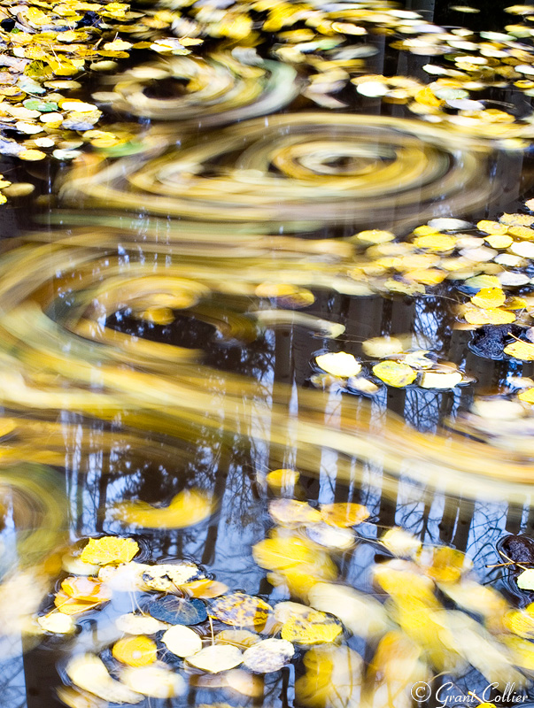 autumn aspen leaves, puddles, San Juans, Colorado