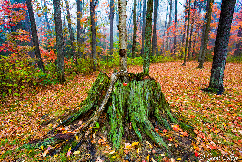 fall colors, Adirondacks, New York, tree stump