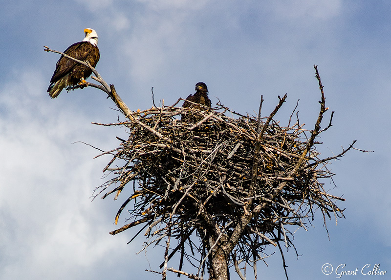 Bald Eagle, baby, nest, wildlife, birds