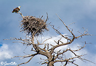bald eagle, nest, yellowstone