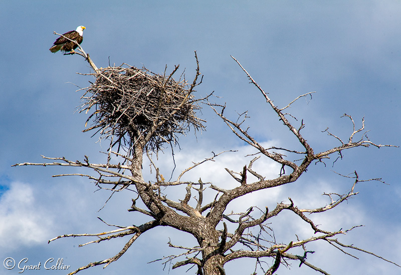 Bald Eagle's nest, Yellowstone