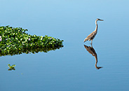 blue heron, Florida