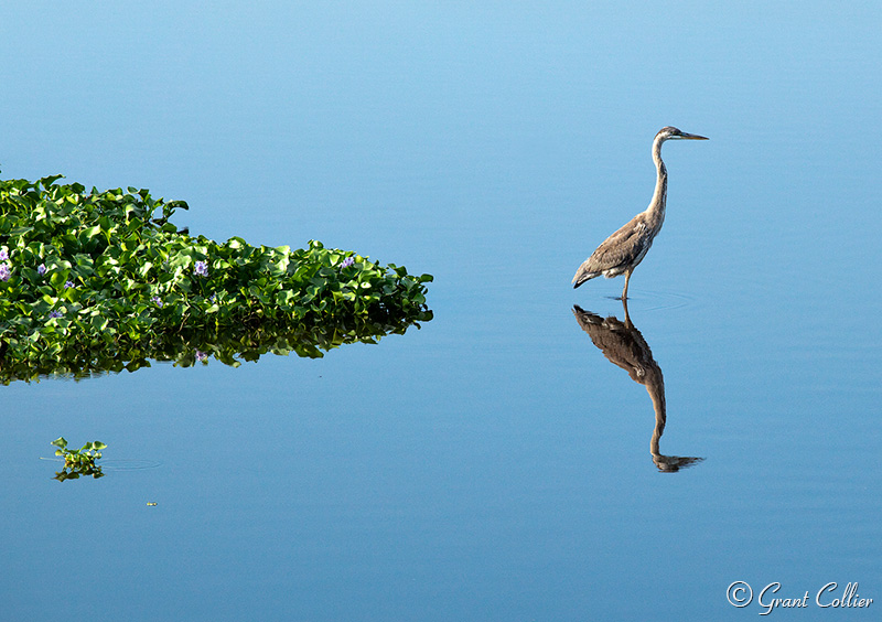 Blue Heron, Myakka River State Park, Florida