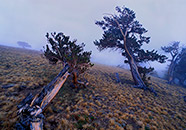 Bristlecone Pine, Windy Ridge