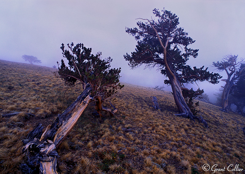 Windy Ridge, Bristlecone Pines, Alma, Colorado, Mount Bross