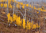 Forest Fire, Flat Tops