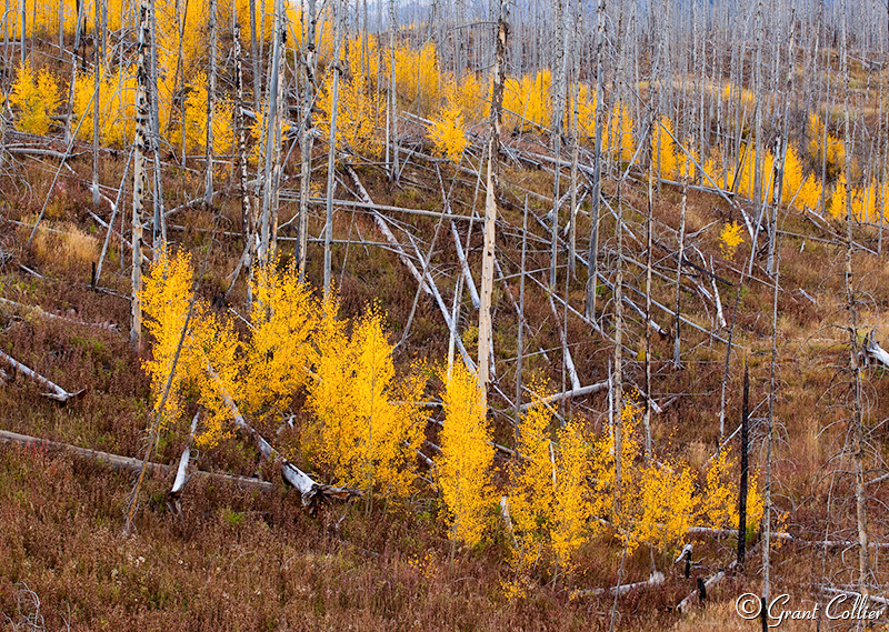 Forest fire, Flat Top Mountains, Colorado, new growth