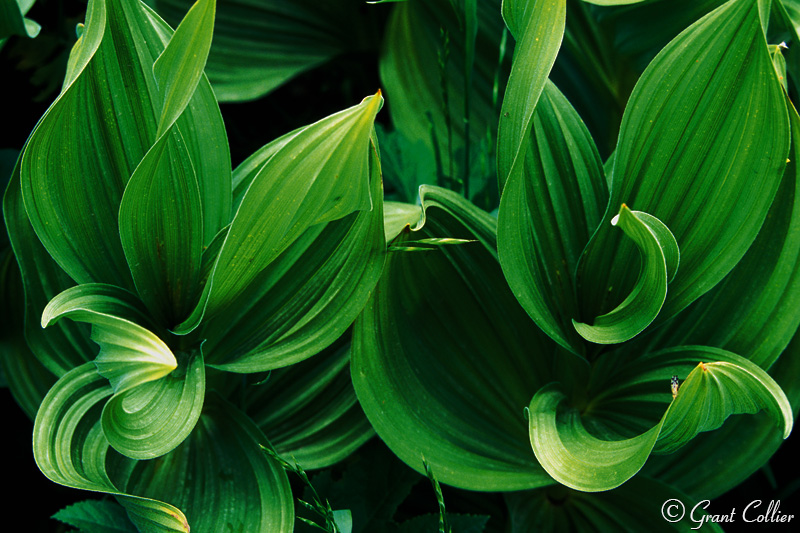 corn lily plants, Crested Butte, Colorado, macro photos