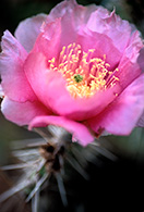 Cactus Flower, Wildflowers, Bloom