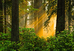 California photography, Redwoods, nature photos