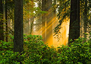 Redwood Trees, light beams