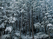 Snow-cover forest, California