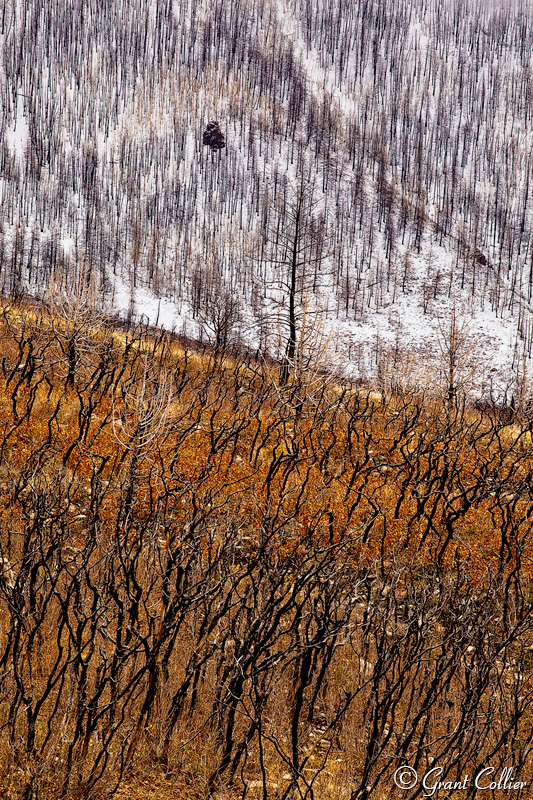 Charred Trees from fire in Utah's La Sal Mountains.