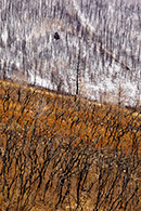 Trees After Forest Fire