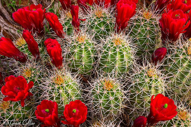 Red Claret Cup Cactus Flowers, Utah