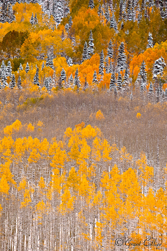 Fall Colors Photography, Colorado