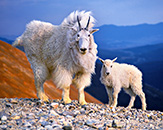 baby, Mountain Goats, Colorado, photograph