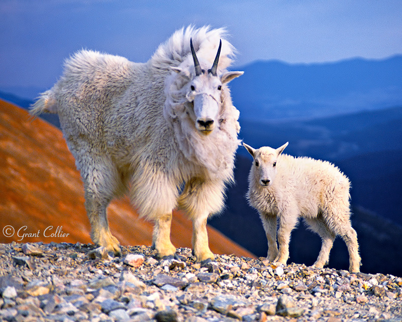 Mountain Goats, Red Cone, wildlife, baby, mother, Colorado