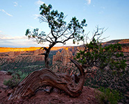 juniper, Colorado National Monument