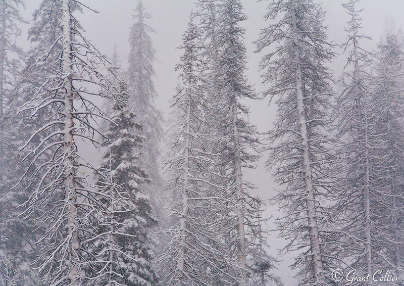 Snow storm, Wolf Creek Pass, San Juan Mountains, winter