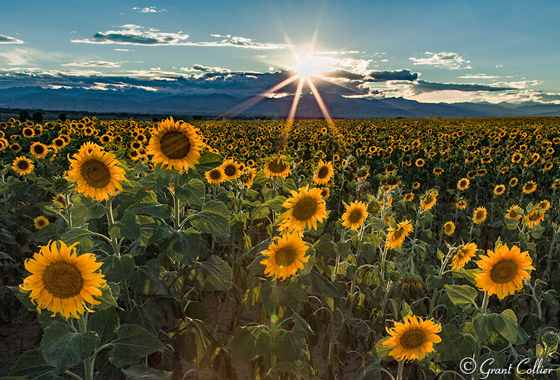 Longmont, Front Range, Colorado sunflower field