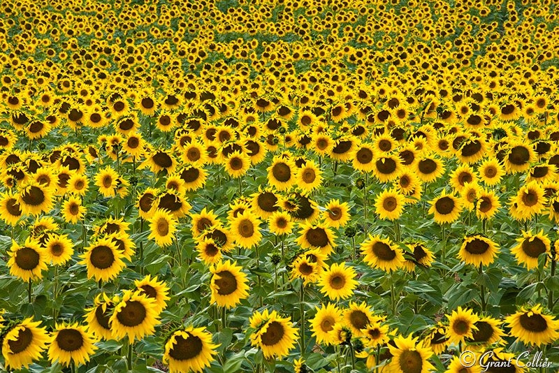 sunflowers, farm, field
