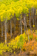 Multi-colored aspen trees