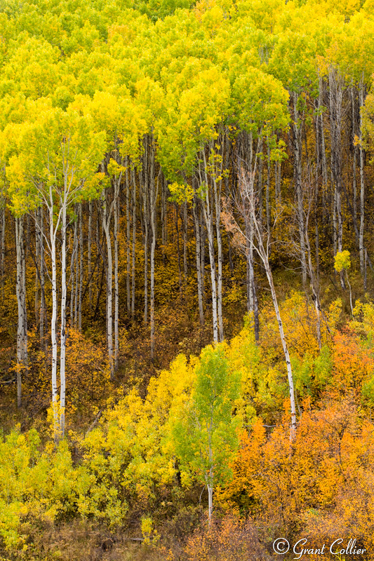 aspen tree, fall colors, Rocky Mountains
