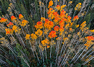 Colorful aspen trees