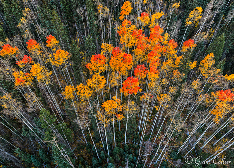 Vibrant aspen trees in gold, red, and orange colors