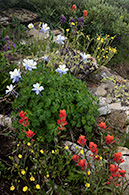 Columbine, summer wildflowers, Colorado