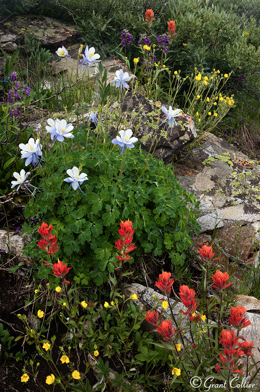 Colorado Wildlfowers, July