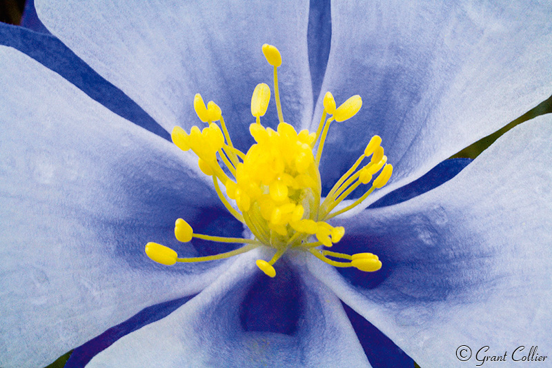 Columbine, wildflowers, close up, macro