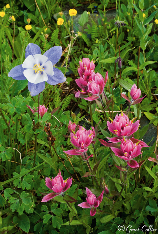 Indian Paintbrush, Columbine