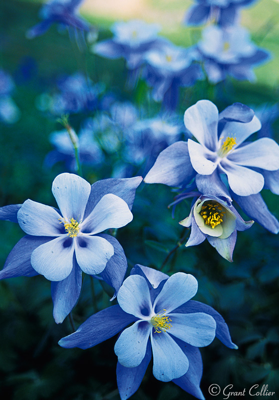 Columbine, American Basin, flowers