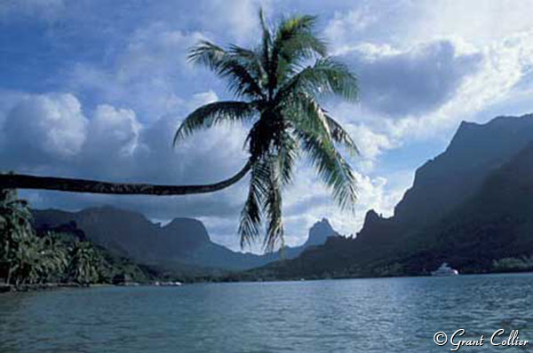 Cooks Bay, Overhanging Palm Tree, Moorea Island, Tahiti