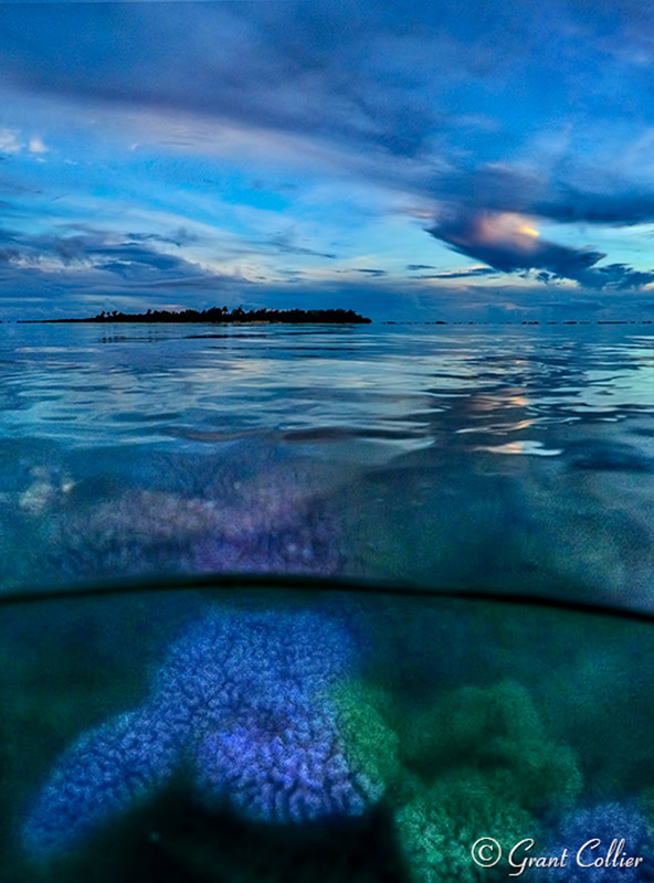 Coral, Aitutaki Atoll